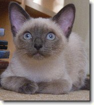 Siamese cat