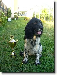 English Springer Spaniel