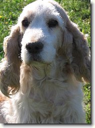 English Cocker Spaniel