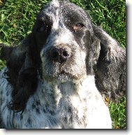 English Cocker Spaniel