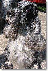 English Cocker Spaniel