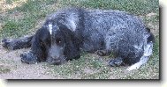 English Cocker Spaniel