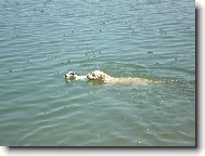 Parson Russel Terrier