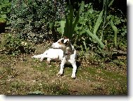 Parson Russel Terrier