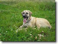 Central asia shepherd dog \(Dog standard\)