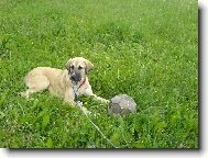 Central asia shepherd dog \(Dog standard\)