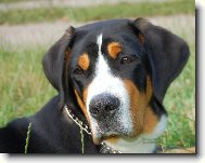 Grosser Schweizer Sennenhund