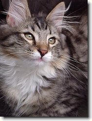 Siberian Cat