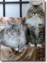 Siberian Cat