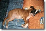 Deutscher Boxer