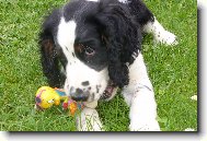 English Springer Spaniel