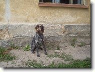 Czech Pointer, Bohemian wire-haired Pointing griffon