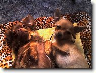 Chihuahua