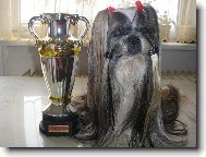 icu, Shih-Tzu