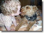 Welsh terrier \(Dog standard\)