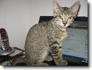 Egyptian mau