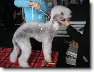 Bedlington terrier \(Dog standard\)