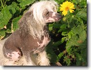 Chinese Crested Dog