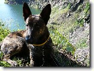 Dutch shepherd dog \\\\\(Dog standard\\\\\)