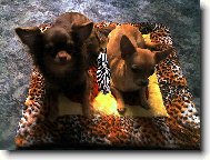 Chihuahua