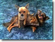 Chihuahua