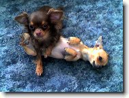 Chihuahua