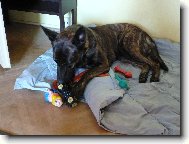 Dutch shepherd dog \\\\\(Dog standard\\\\\)