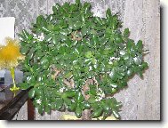 Crassula