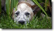 Australian cattle dog \(Dog standard\)