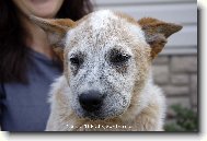 Australian cattle dog \(Dog standard\)