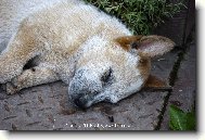 Australian cattle dog \(Dog standard\)