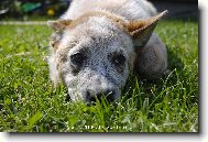 Australian cattle dog \(Dog standard\)