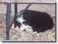 Bearded collie \(Dog standard\)