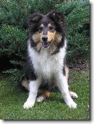 Collie Rough