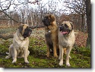 English Mastiff