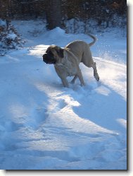 English Mastiff