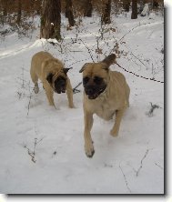 English Mastiff