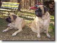 English Mastiff