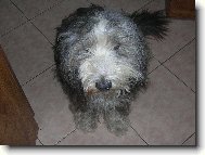 Bearded collie \(Dog standard\)