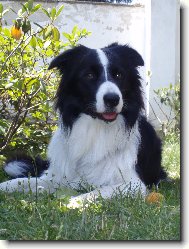 Border Collie