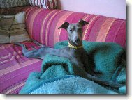 Italian greyhound \(Dog standard\)