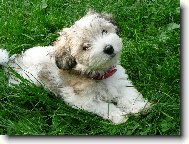 Bichon Havanais, Havanese