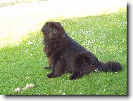 Newfoundland