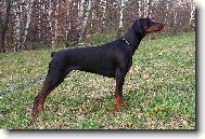 Dobermann, Doberman