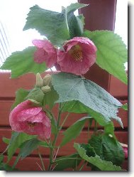 Abutilon