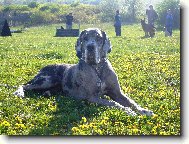 Deutsche Dogge