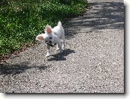 Chihuahua