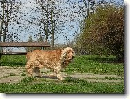 English Cocker Spaniel