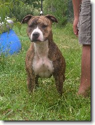 American Staffordshire Terrier Blue Lacy