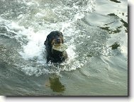 Rottweiler